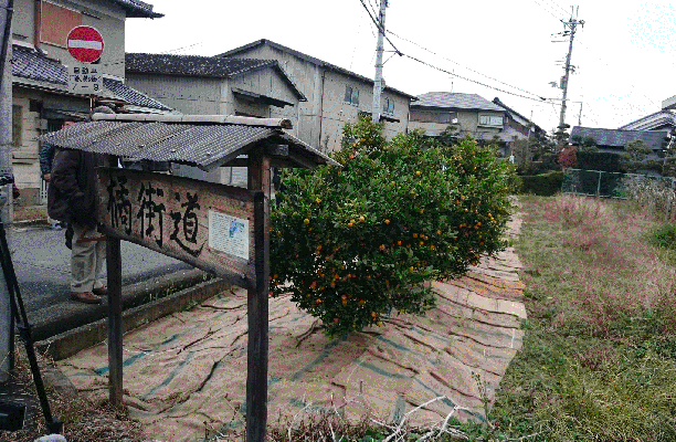 なら橘プロジェクト推進協議会（奈良県大和郡山市）